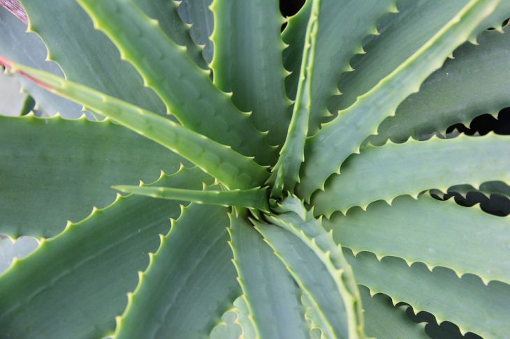 Aloe