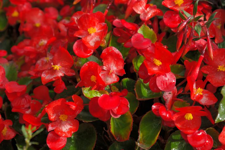 Evergreen begonia