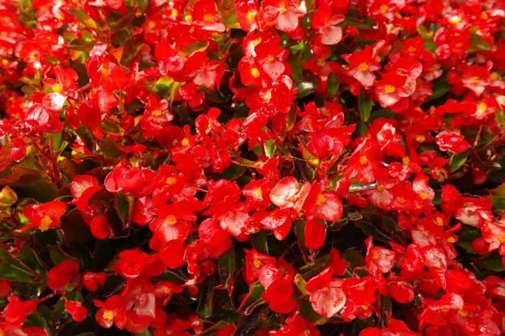 Evergreen begonia