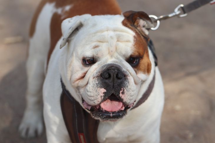 English Bulldog