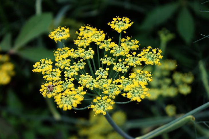 Fennel