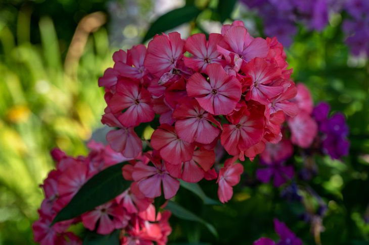 Phlox