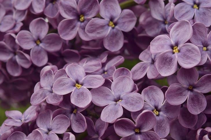 Lilas