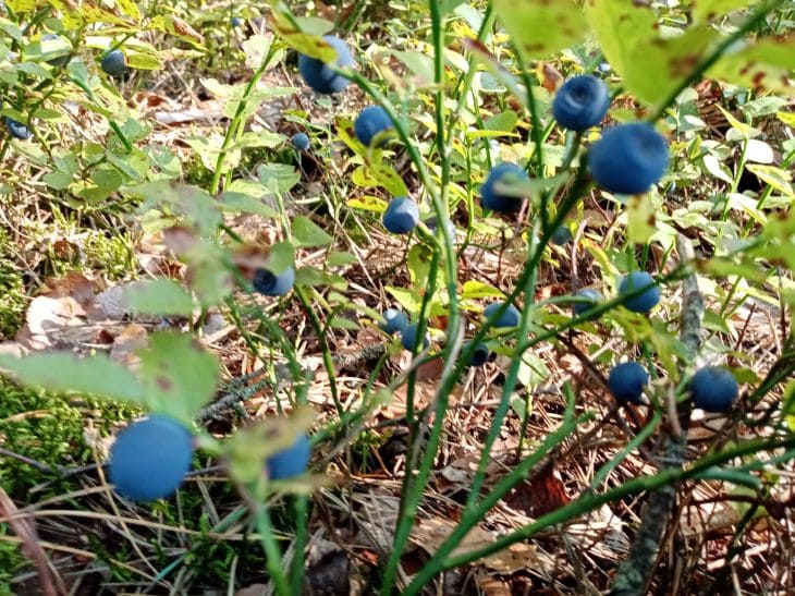 Beeren, Blaubeeren