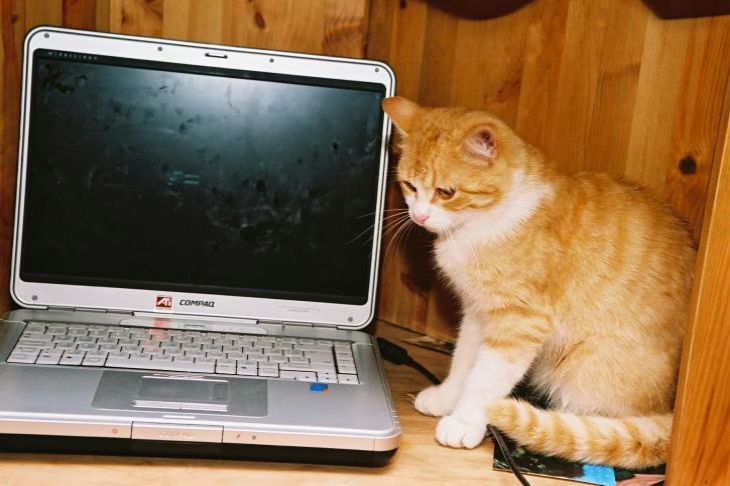 Cat and laptop