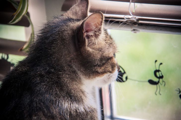 Katze am Fenster