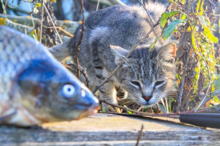 Katze und Fisch