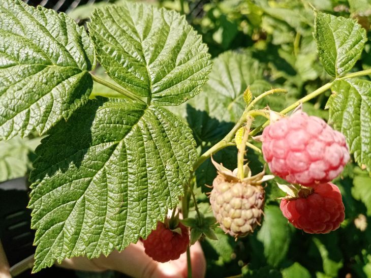 Framboise