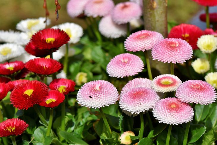 Daisies