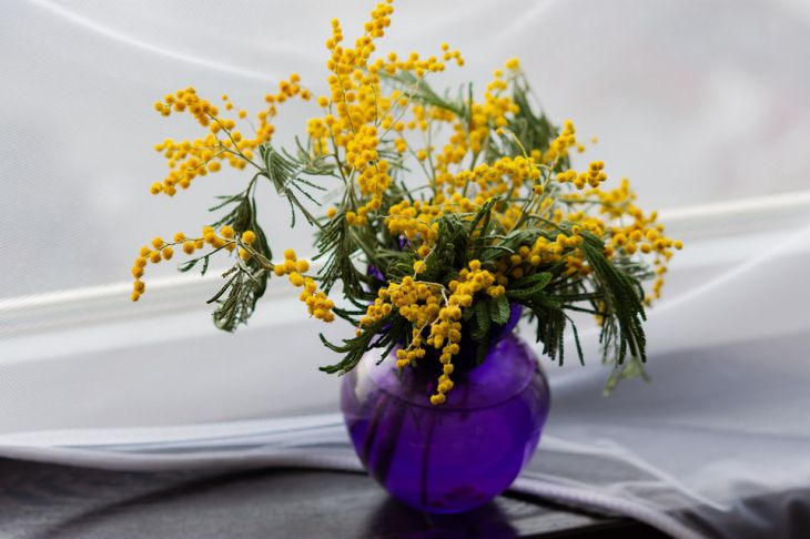 Vase Mimosa