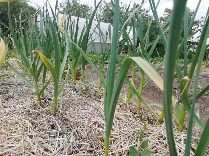 Mulched garlic