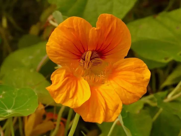 nasturtium