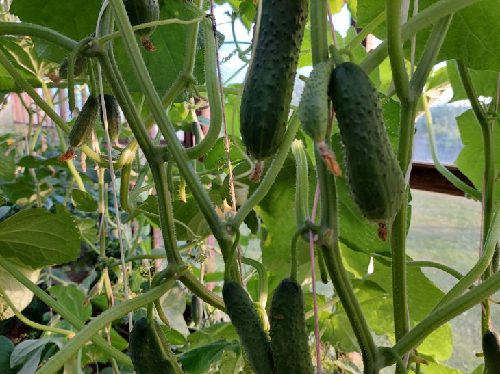 Cucumbers