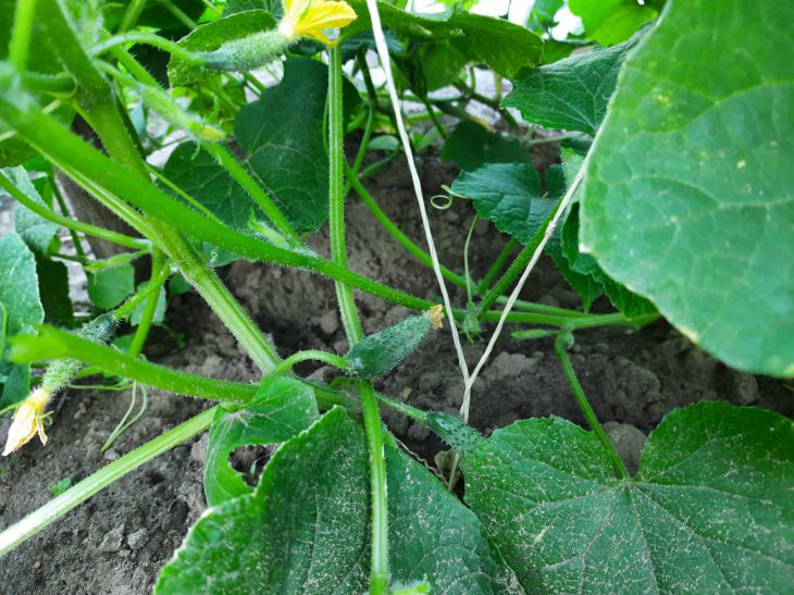 Cucumbers