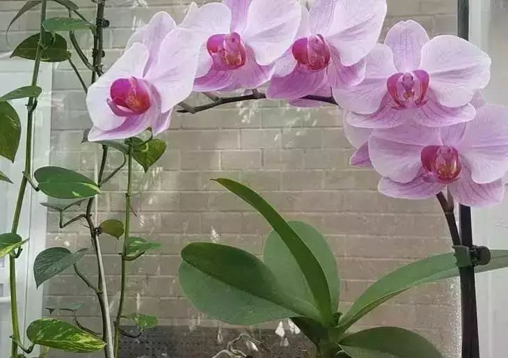 Orchid, flowers