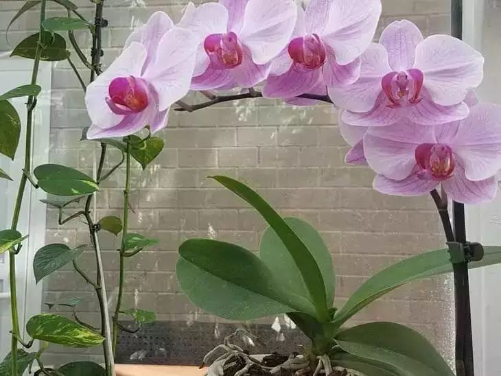 orquídea