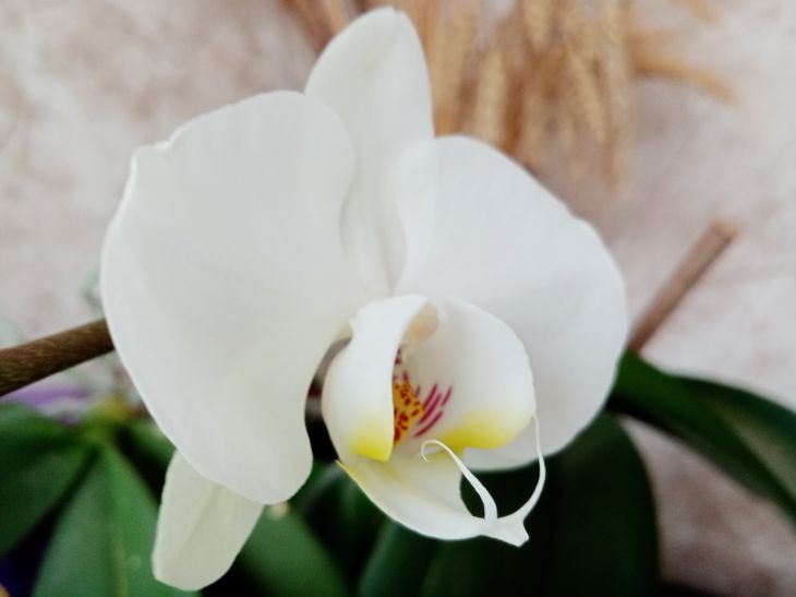 Orchidée