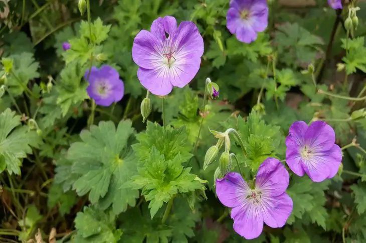 pelargonio