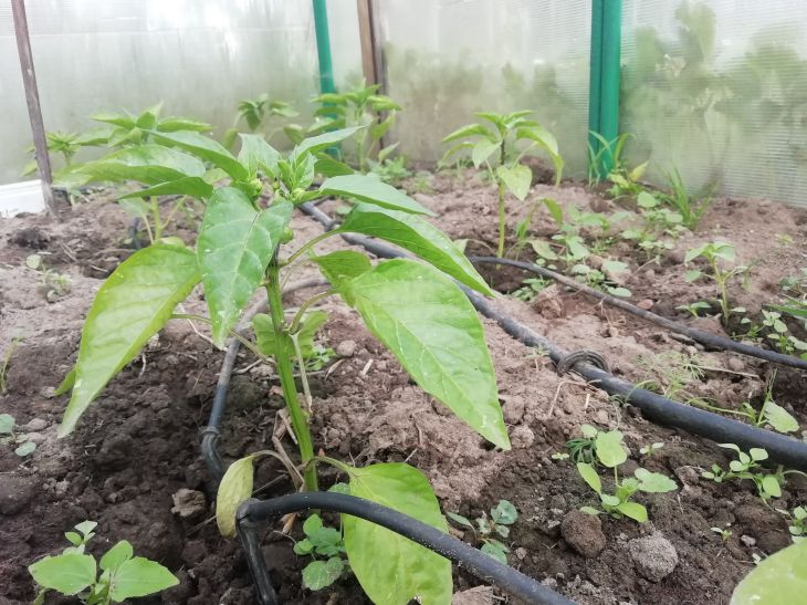 Pepper, seedlings