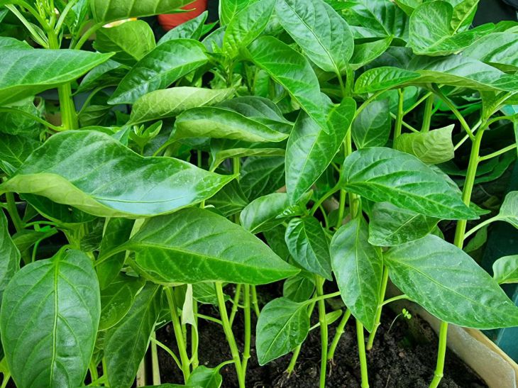 Pepper seedlings