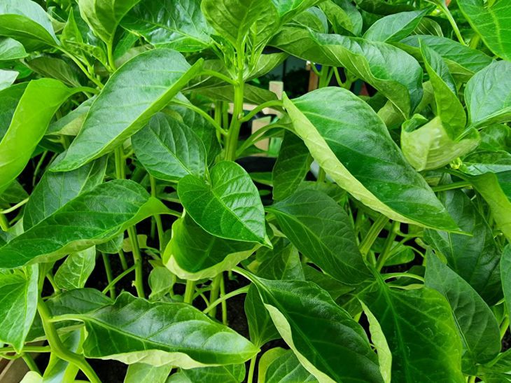 Pepper seedlings