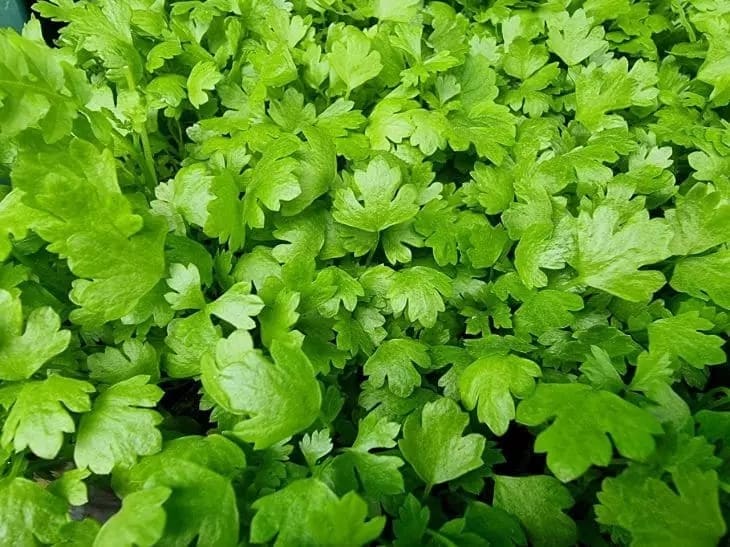 Parsley