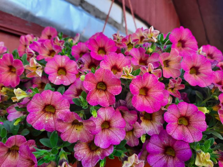 Petunias, flowers