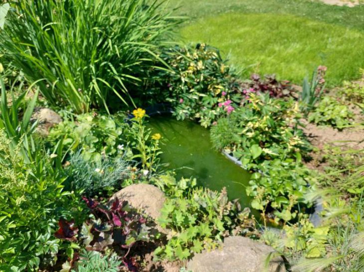 Pond with grass