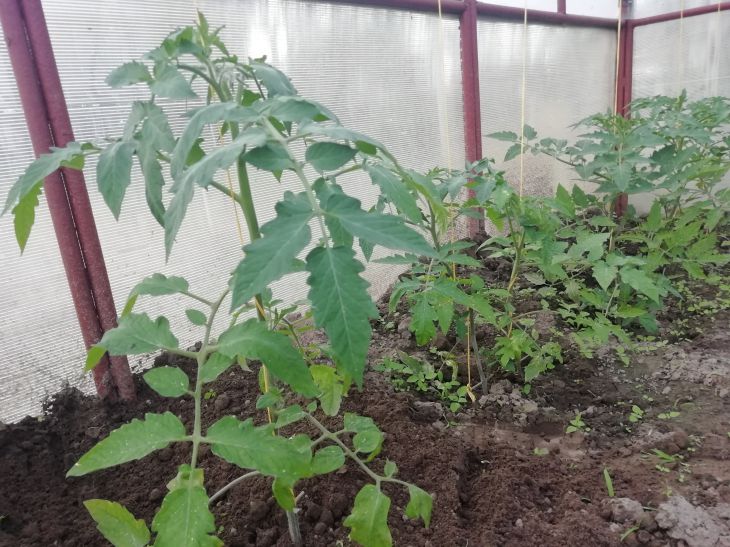 Tomates, plántulas