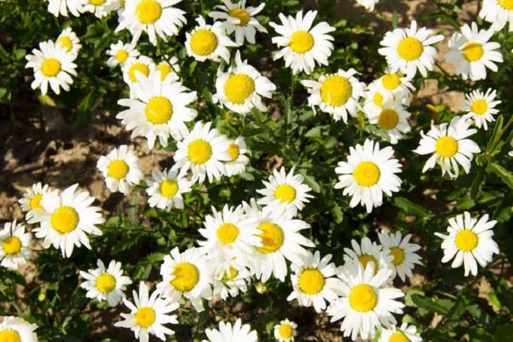 Chamomile, flowers