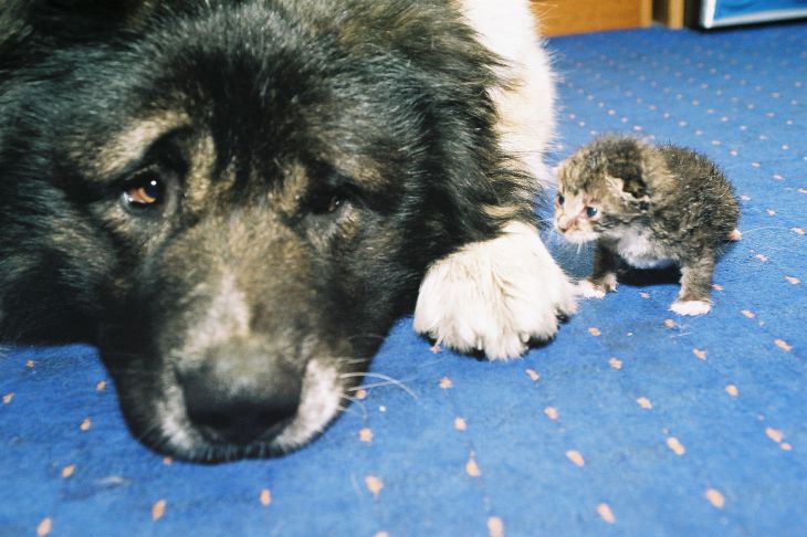 Hund und Kätzchen