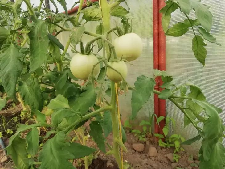 tomatoes