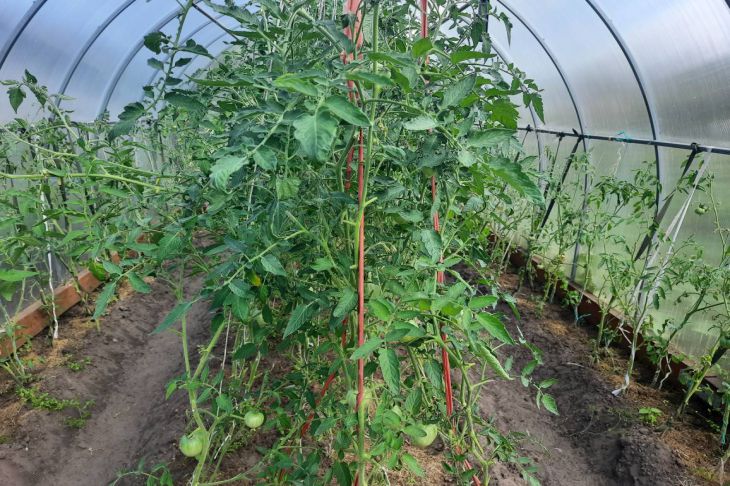 Tomatoes in a greenhouse