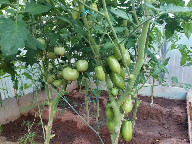 Tomates, tomates