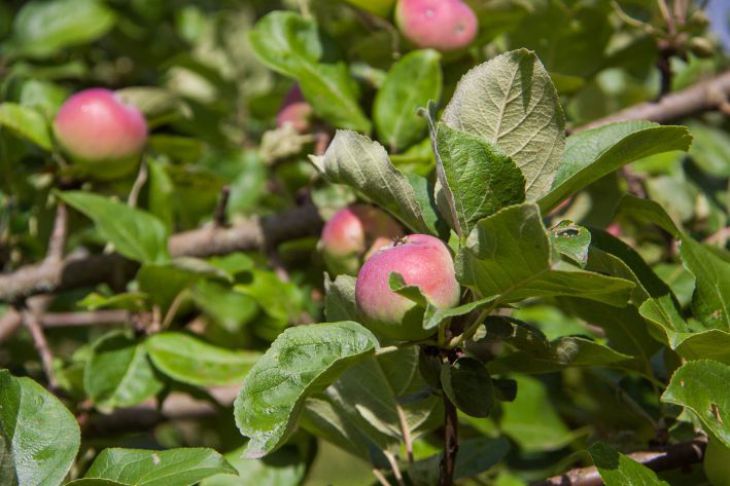 Manzana