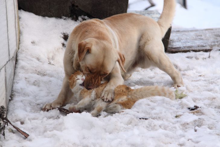 Cat and dog