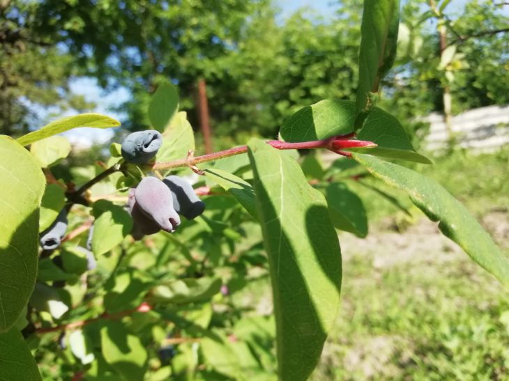 Honeysuckle 