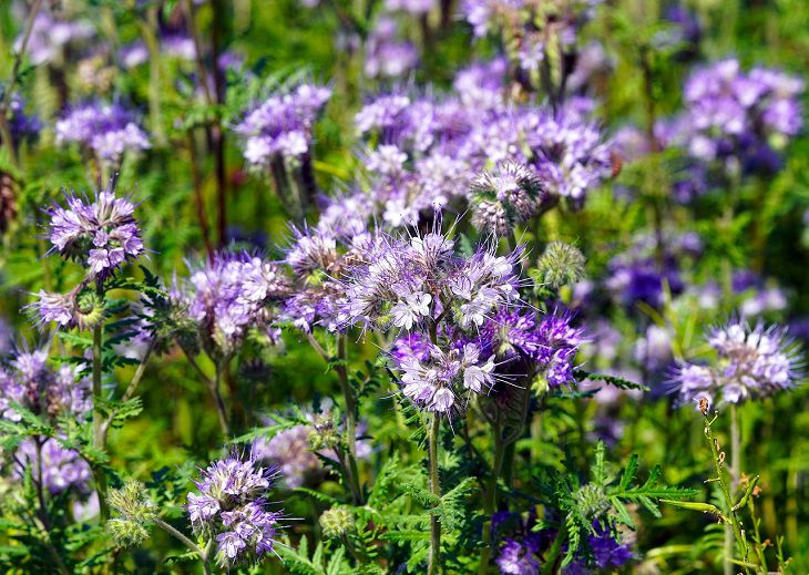 Phacelia