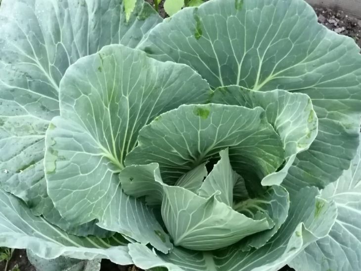 Cabbage