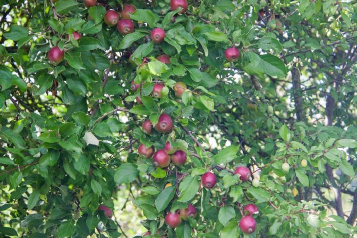 manzanas