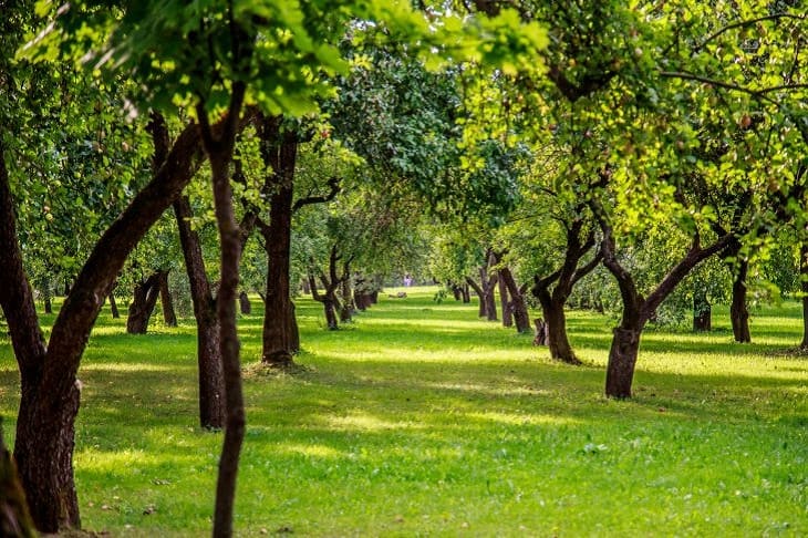 arboles, jardin