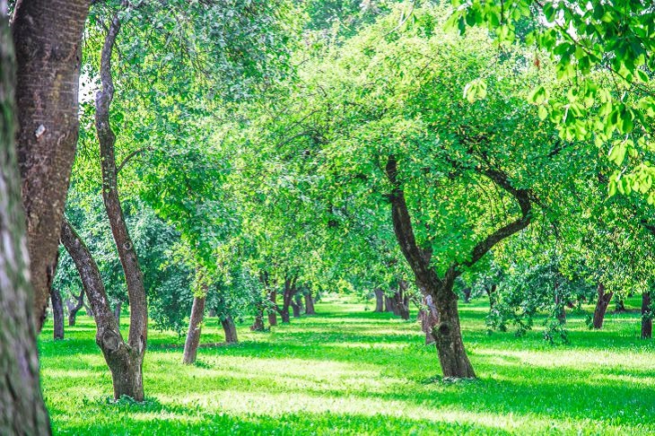 jardín, árboles