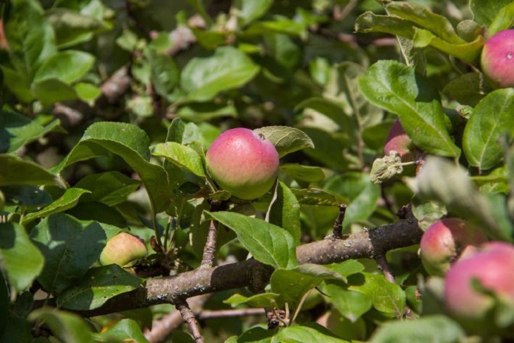 Manzana