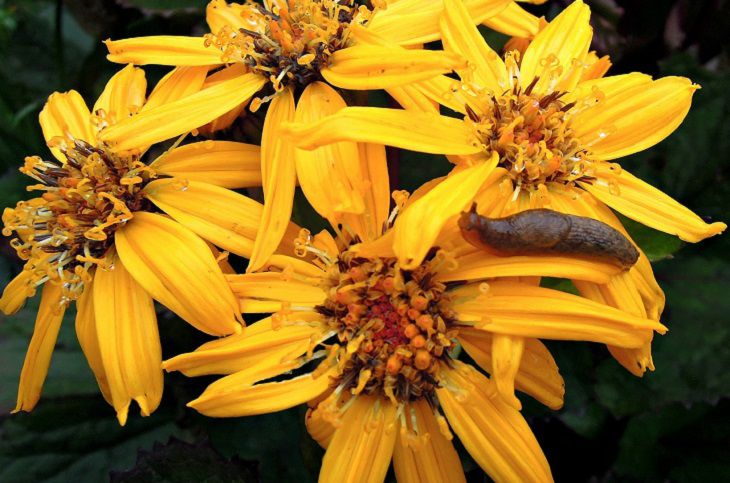 Flowers and a slug 