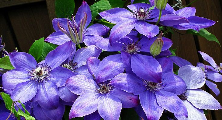 Clematis