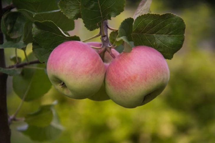 Fruits, apples