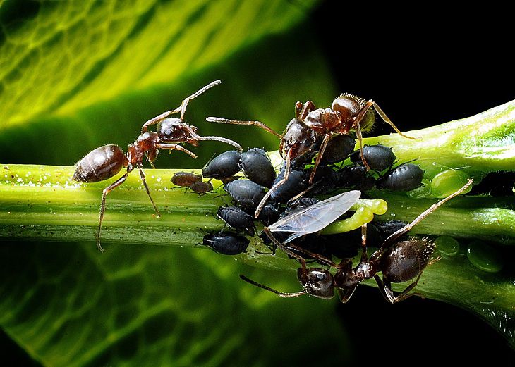 Hormigas y pulgones