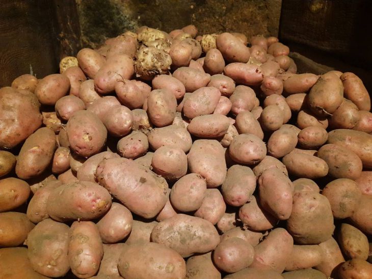 Potatoes