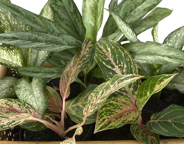 Dieffenbachia 