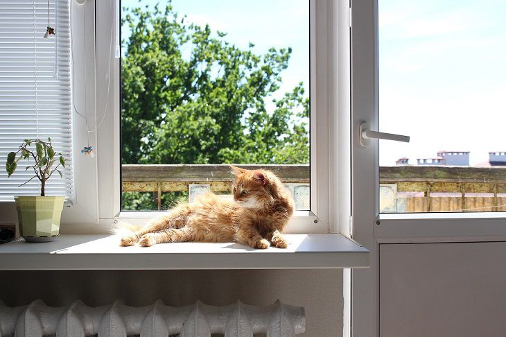 Fenster und Katze